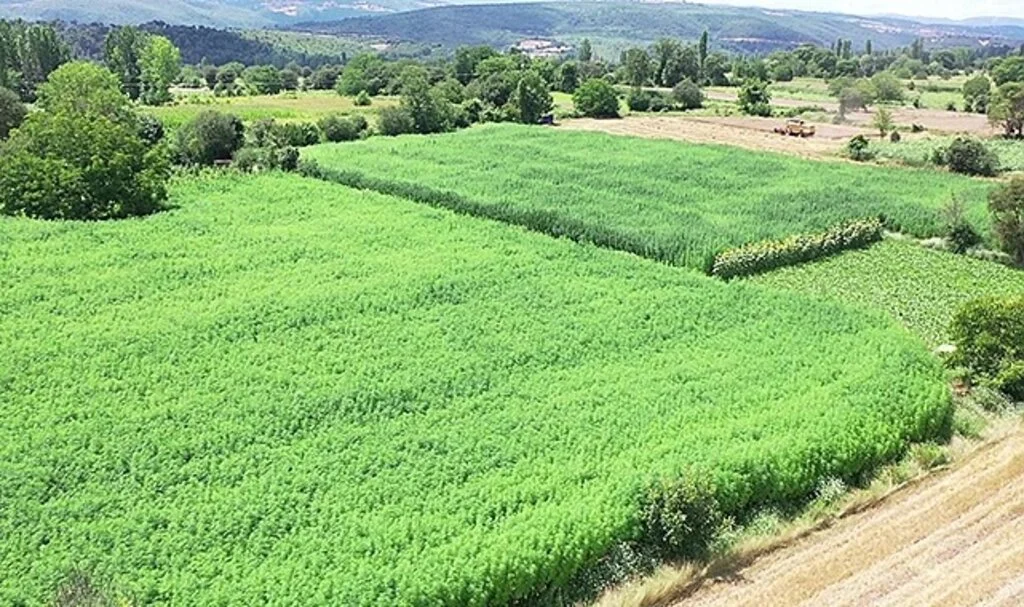 Asırlık kenevir merkezinde 175 dekarda üretim