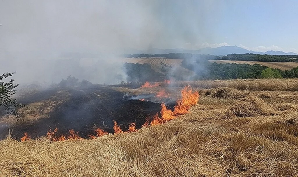 Bafra'da Saman balyaları alev aldı, ormanlık alana sıçramadan söndürüldü