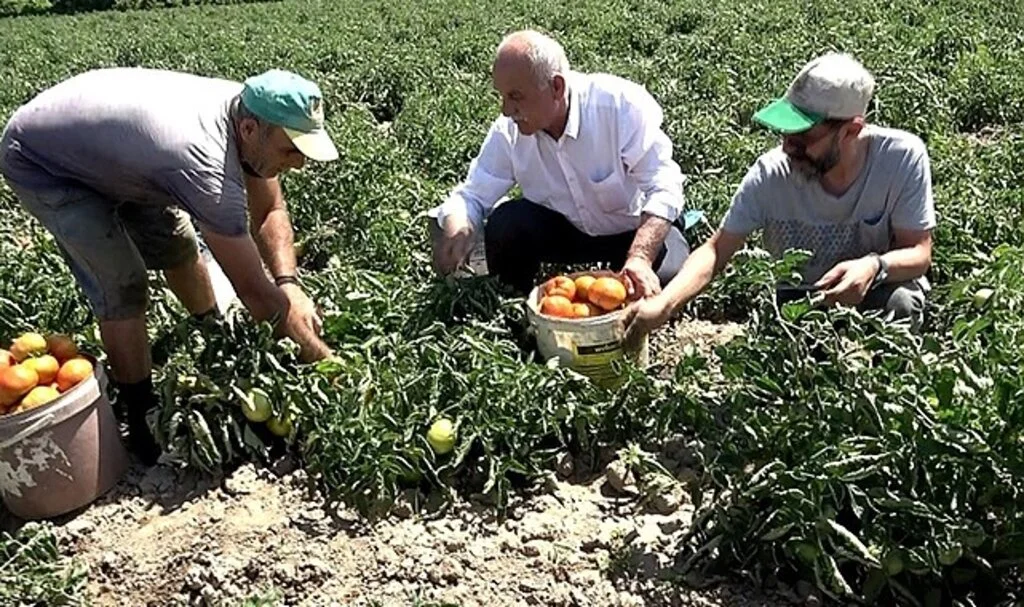 Bafra Ovası'nda domates hasadı başladı