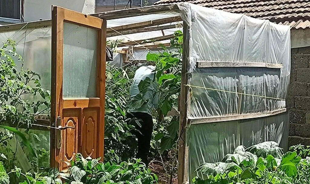 Bahçesinde kenevir yetiştiren şahsa gözaltı