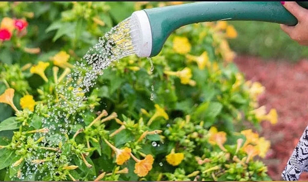 Beyni sağlıklı tutuyor: Bahçeyle uğraşmak bunama risklini yüzde 21 azaltıyor