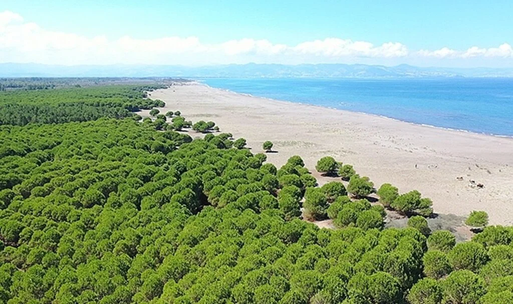 Çarşamba'ya 50 hektarlık Orman Park