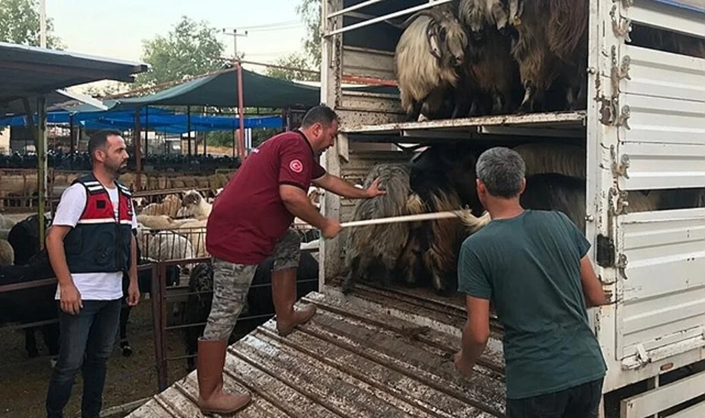 Daha fazla para kazanma vaadiyle elindeki hayvanlarından da olacaktı