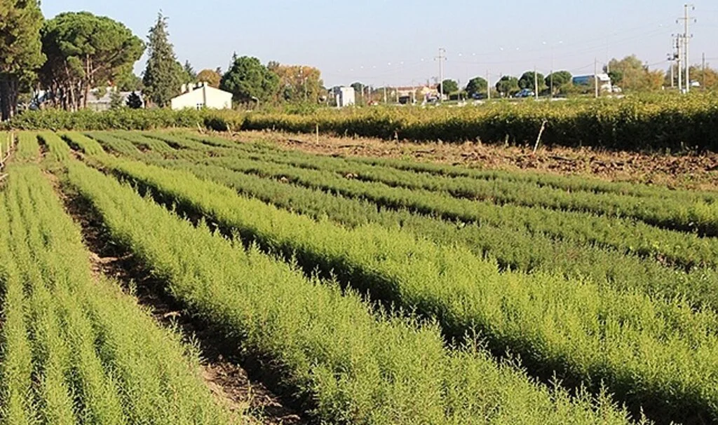 Dünyanın en pahalı mantarından yılda 225 kilo toplanabilecek