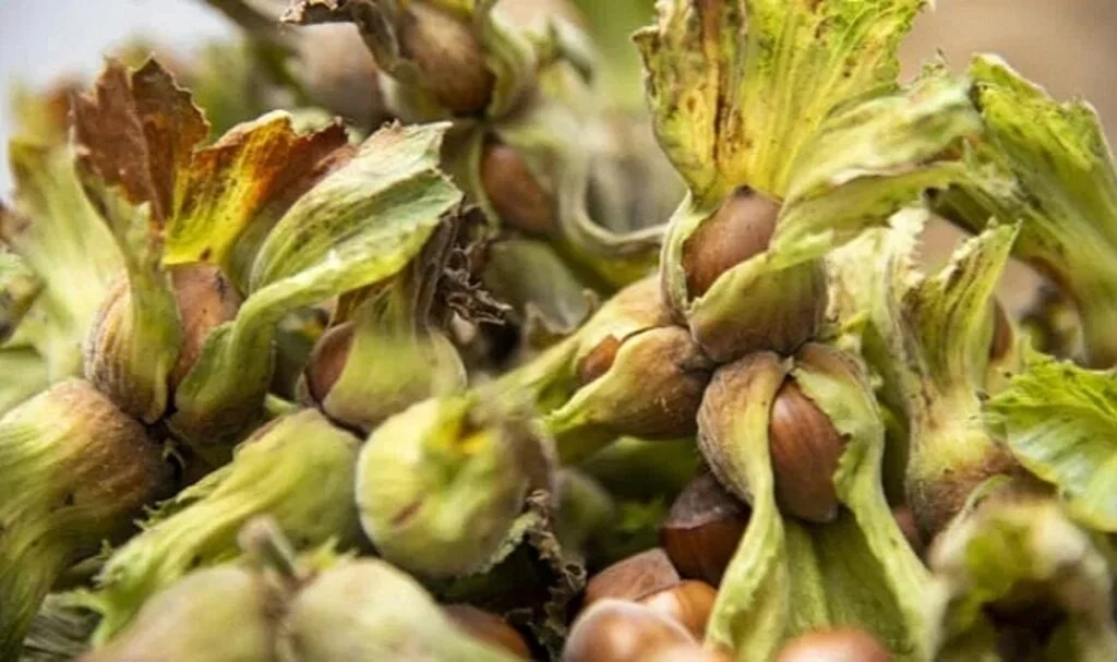 Ferrero Fındık'tan 'hasat' tavsiyeleri