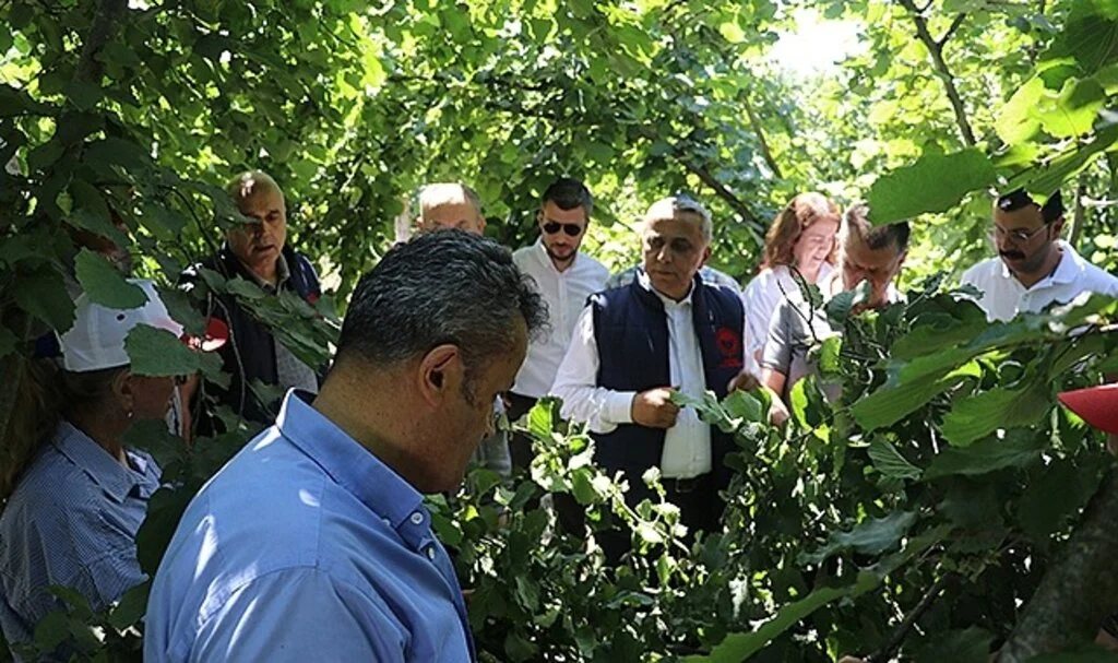 Fındık rekolte çalışmaları başladı 