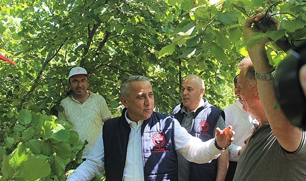Fındıkta rekolte çalışmaları başladı