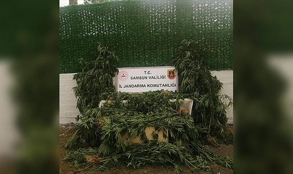 Jandarmadan mısır tarlasına kenevir operasyonu: 1 gözaltı