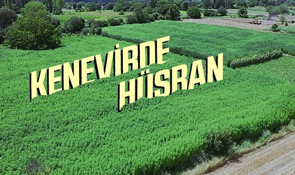 Kenevirde hüsran