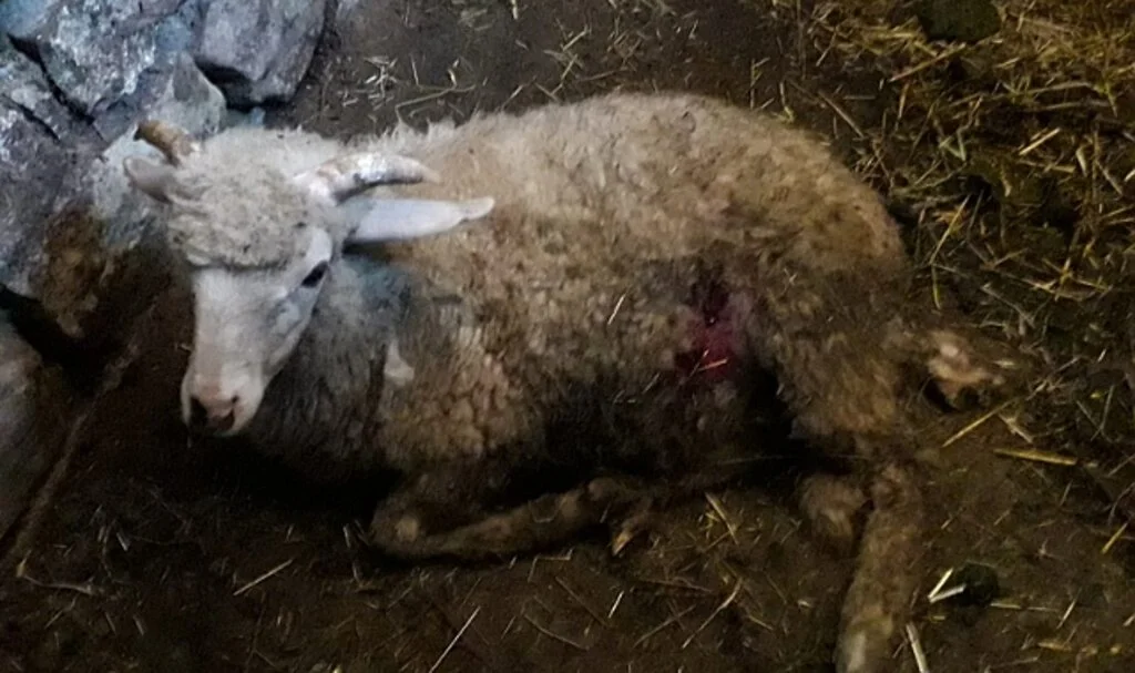 Köpeklerin saldırdığı 2 koyun telef oldu, 6'sı yaralandı