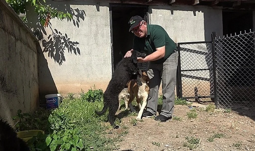 Köpeklerini bulana 5 bin TL ödül verecek