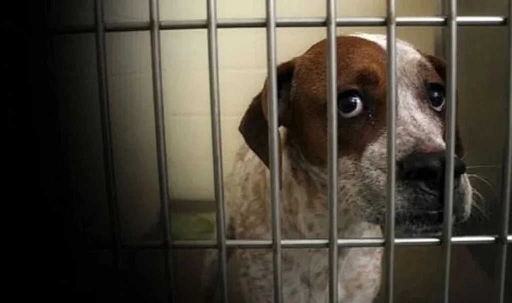 Petshop vitrinlerinden kedi ve köpekler kaldırıldı: Vitrinden satış yapanlara para cezası var!
