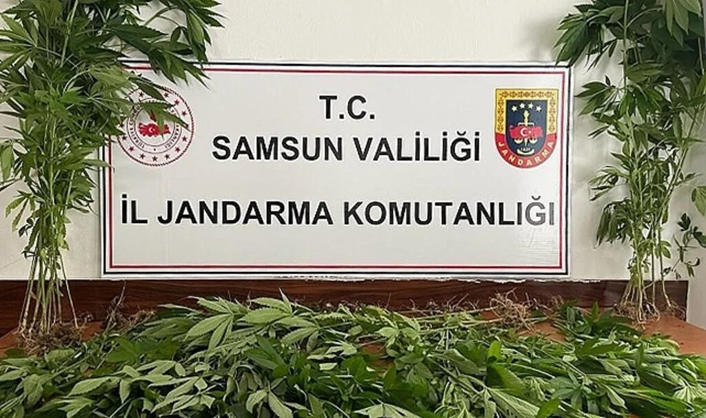 Samsun'da arazide ekili 85 kök kenevir bitkisi gele geçirildi: 1 kişi tutuklandı