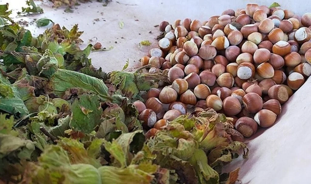 Samsun'da bu yıl fındıkta rekolte tahmini 112 bin 500 ton