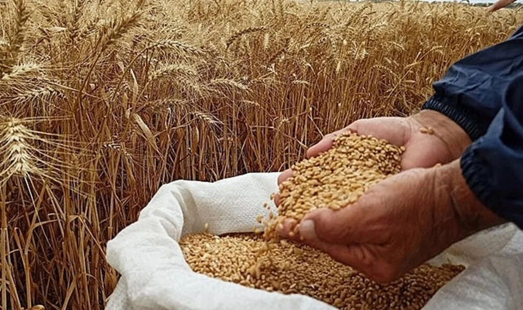 Samsun tarımda ipi göğüslüyor
