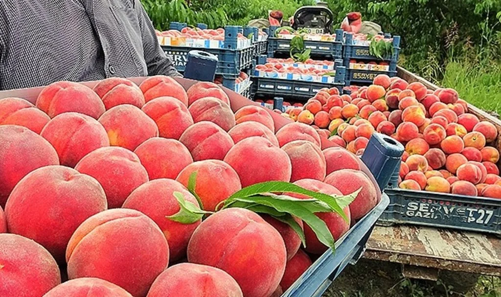 Şeftali tarlada 2 liraya kadar düştü