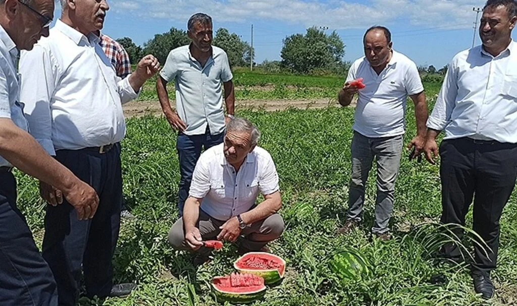 Türkiye’de damakları Bafra karpuzu tatlandırıyor