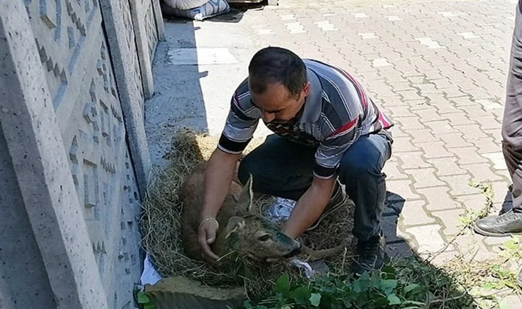 Yaralı karaca koruma altına alındı