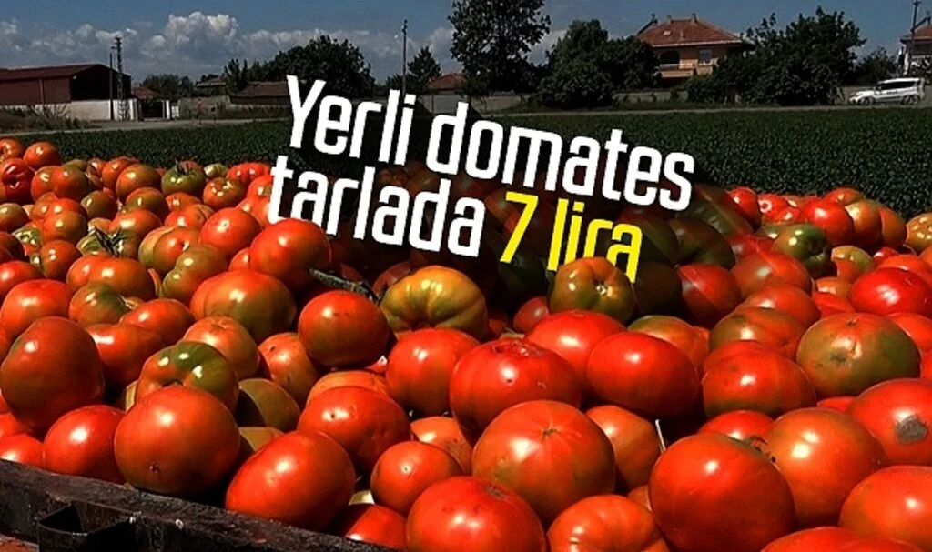 Yerli domates tarlada 7 lira