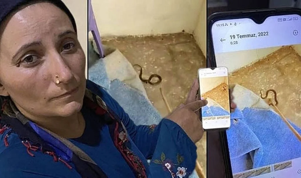 Yılanlar evi istila ettiler, her köşeden çıkıyorlar!