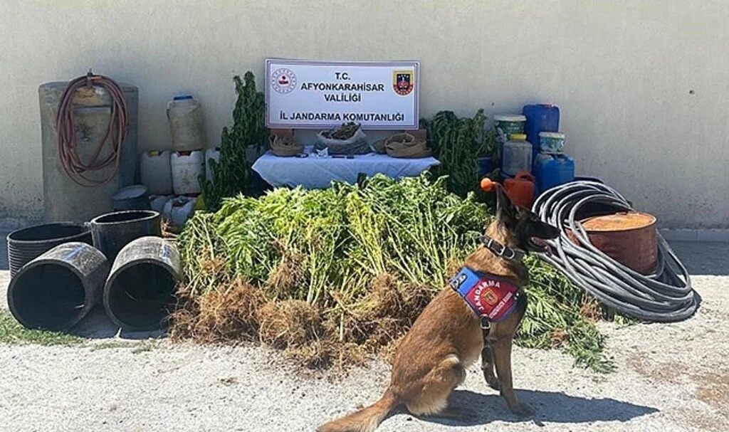 1 kilo 122 gram esrar ile 507 kök kenevir ele geçirildi