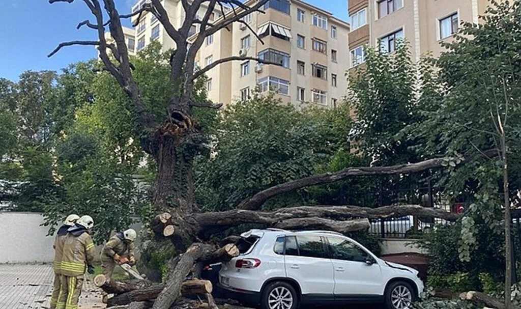 150 yıllık meşe ağacı devrildi