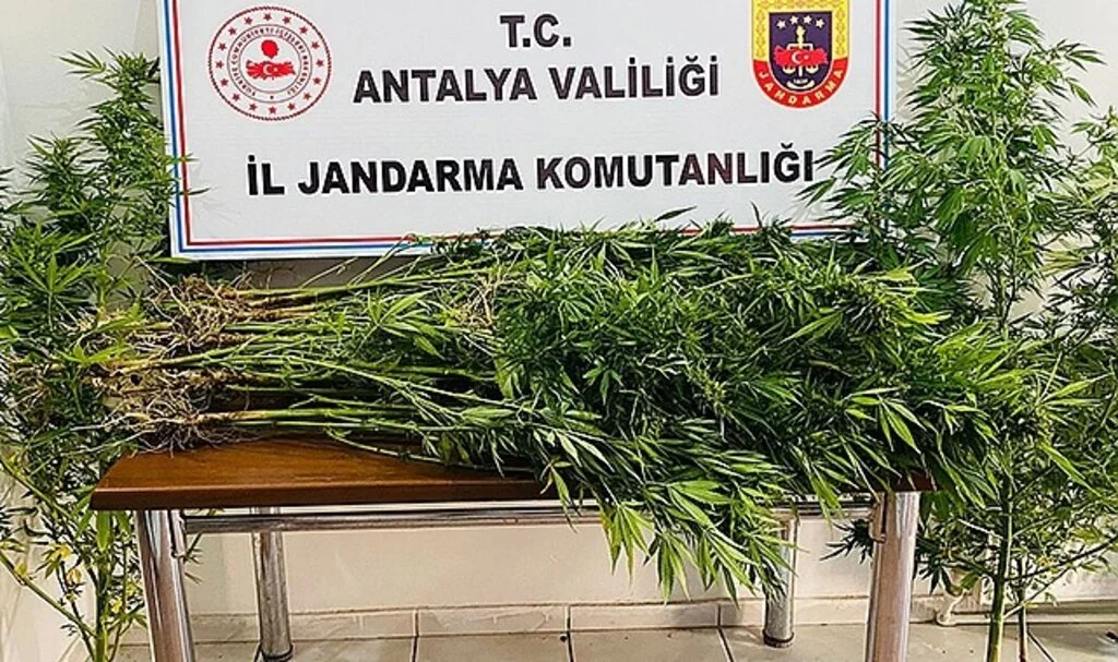  18 yıl önce vefat eden adamın kullanılmayan evinin bahçesinde karı koca kenevir yetiştirdiler