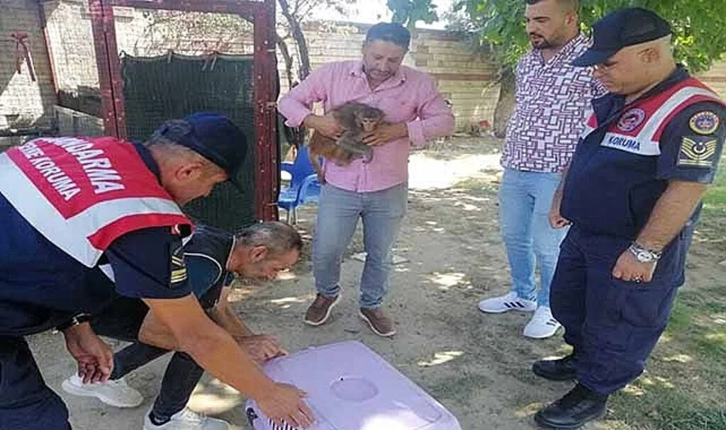 2 yaşındaki çocuğun elini maymun ısırdı