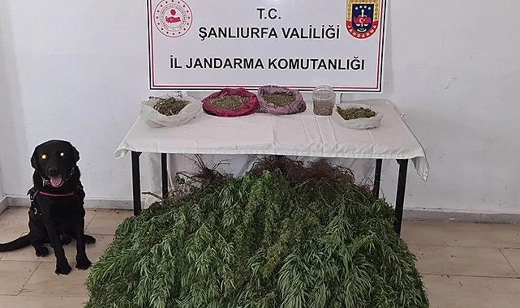 5 kilo esrar ve 765 kök kenevir ele geçirildi