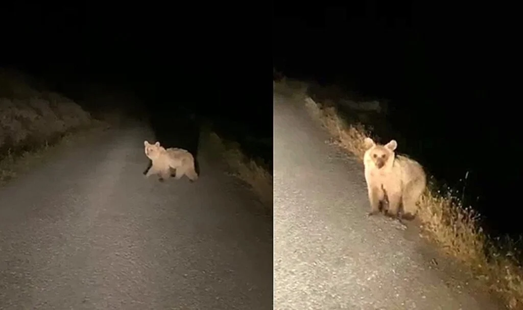 Aç kalan yavru ayı köye indi