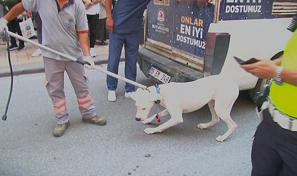 Alkollü sürücünün köpeği polisi ısırdı