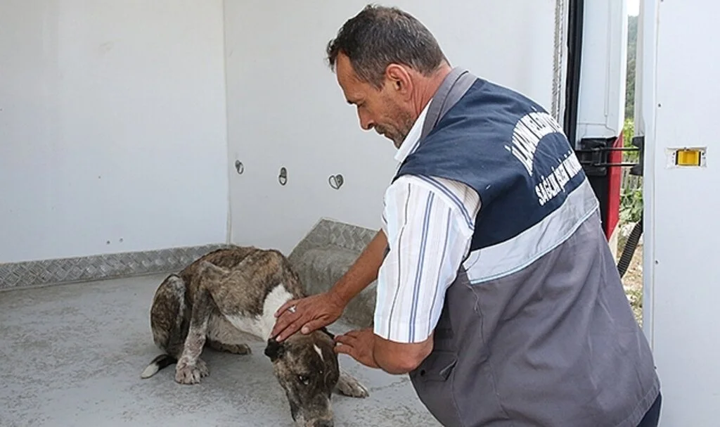 Aracın Çarptığı Köpeğin Yardımına İlkadım Sağlık İşleri Ekipleri Koştu