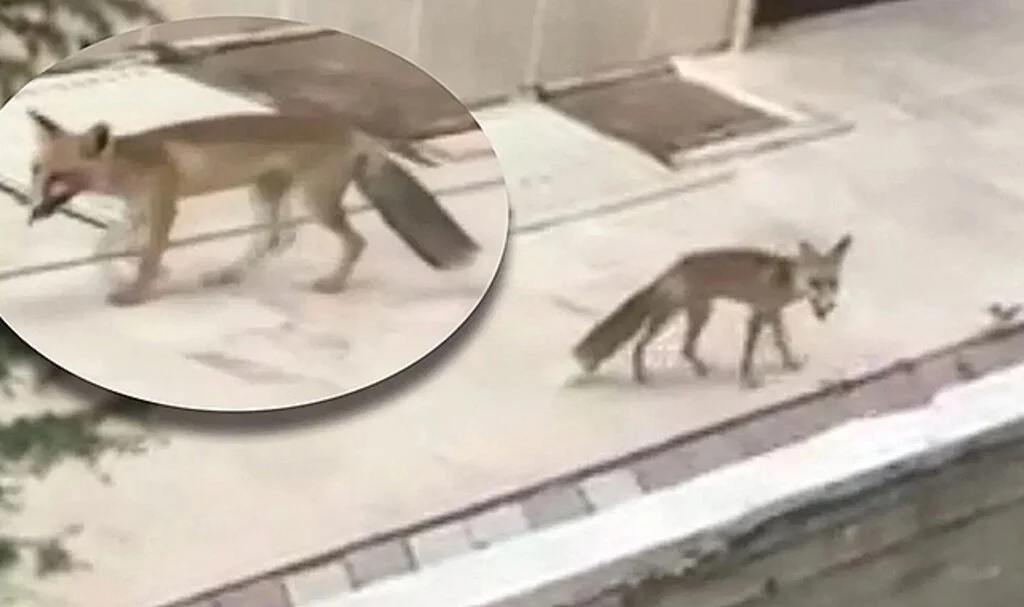 Başkent'te aç ve susuz kalan tilkiler şehir merkezine indi! O anlar kamerada