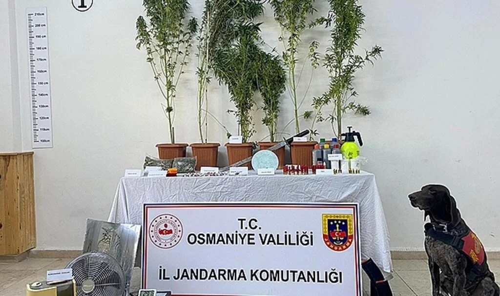 Bez kıyafet dolabında kenevir yetiştiren zanlı tutuklandı