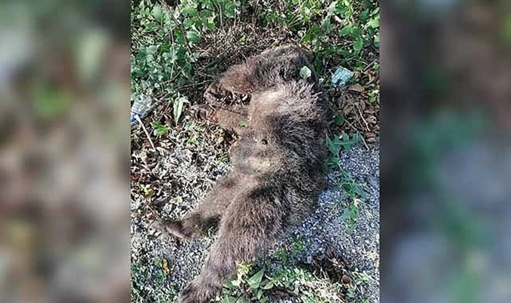 Bolu'da aracın çarptığı yavru ayı öldü