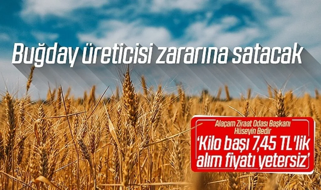 Buğday üreticisi zararına satacak