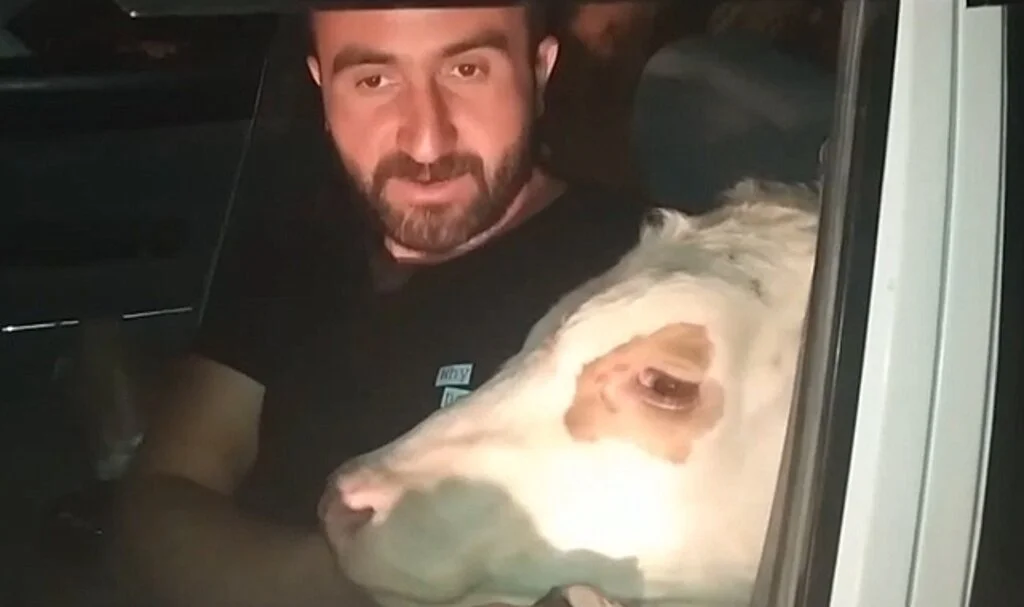 Bunalıma giren danasını arabayla gezdirdi ''morali bozuk ama idare edecek''
