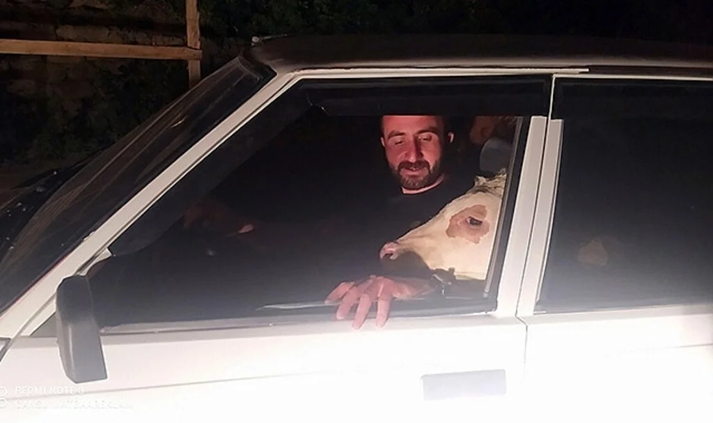 Buzağısı bunalıma girince, arabasına bindirip tur attırdı