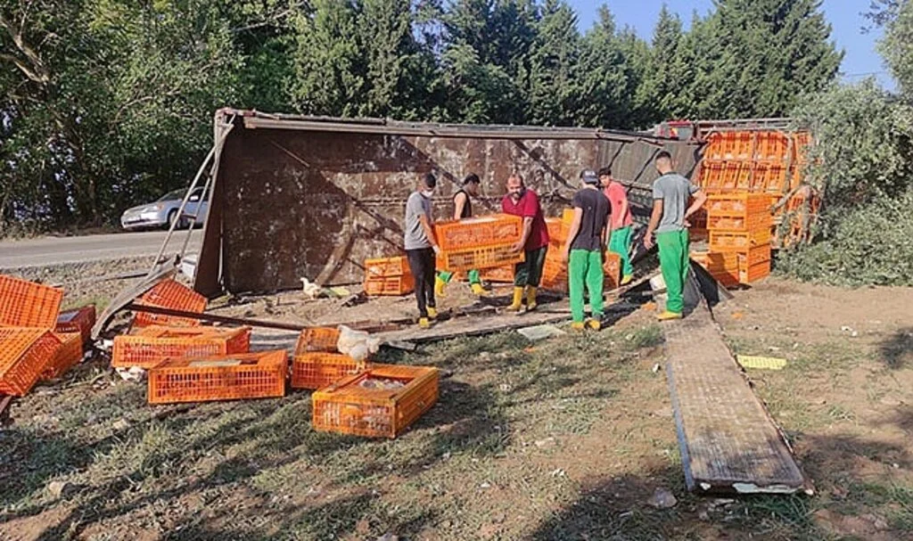 Canlı tavuk yüklü tır devrildi
