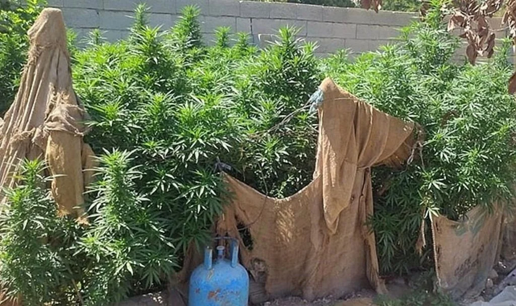 Ceylanpınar’da 114 kök kenevir ele geçirildi