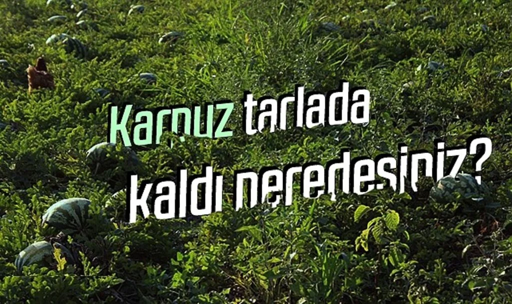 CHP Samsun İl Başkanı Fatih Türkel: Karpuz tarlada kaldı neredesiniz?