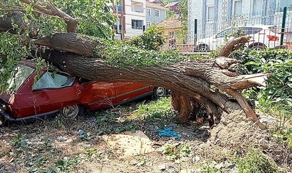 Çürüyen dut ağacı, park halindeki aracın üzerine devrildi