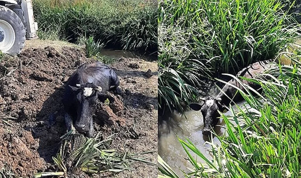 Derede mahsur kalan ineği itfaiye kurtardı