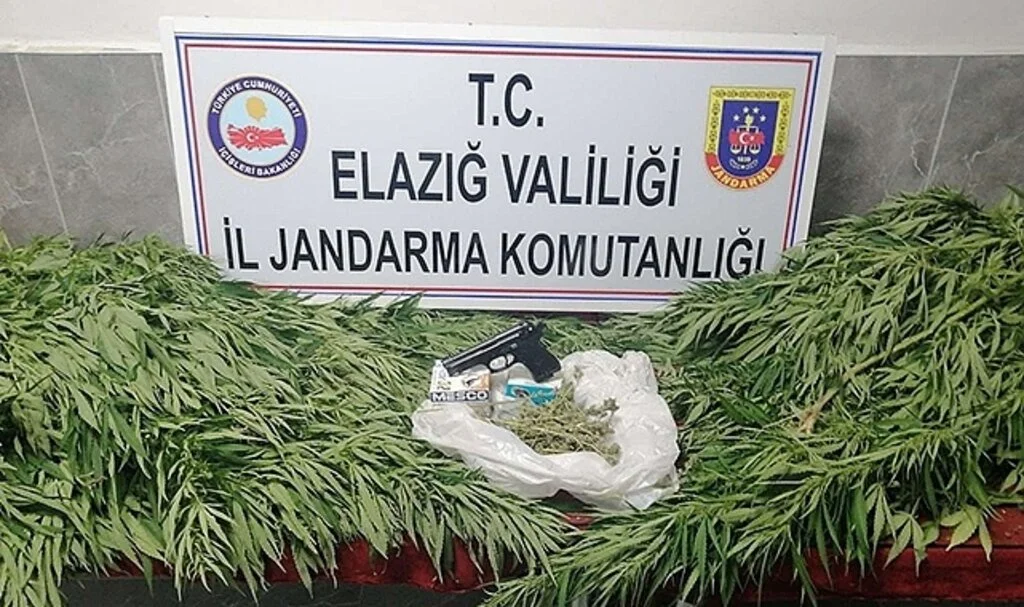 Elazığ'da 119 kök kenevir ele geçirildi 