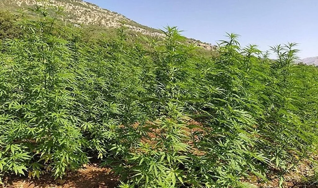  Eren Abluka-34 operasyonunun ilk üç gününde 10 milyon kök kenevir ve 800 kilogram esrar ele geçirildi