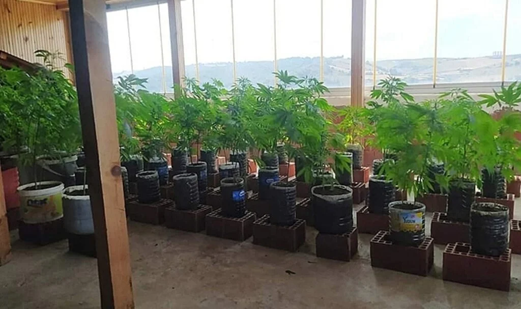 Evin kapalı terasında 92 kök kenevir ele geçirildi
