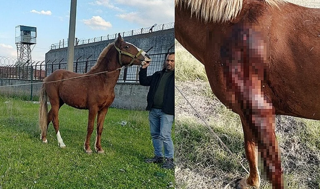 Fayton atları öldürüldü