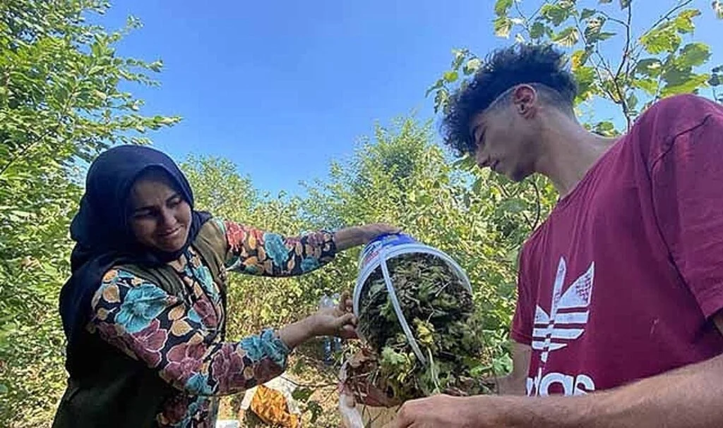 Fındık hasadı  erken başladı