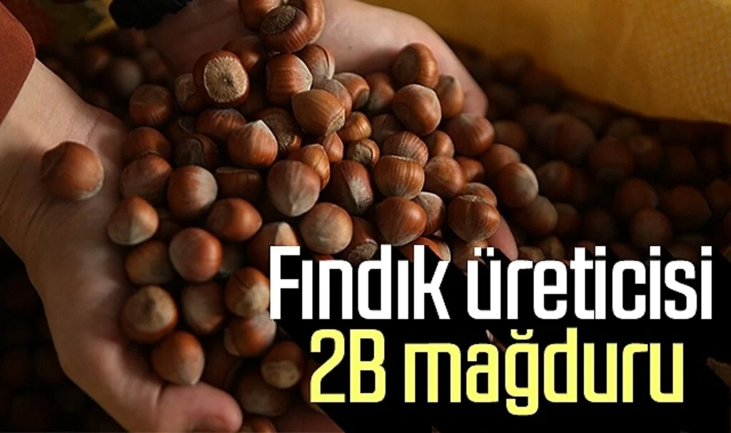 Fındık üreticisi 2B mağduru 