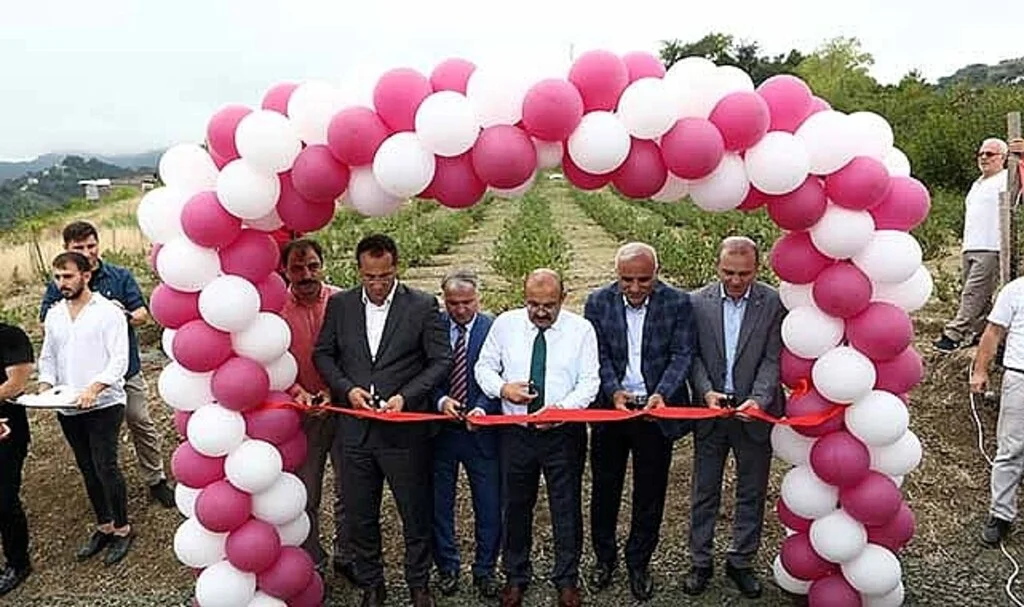 Fındık ve mısıra alternatif olarak dikilen aronyada hasat başladı